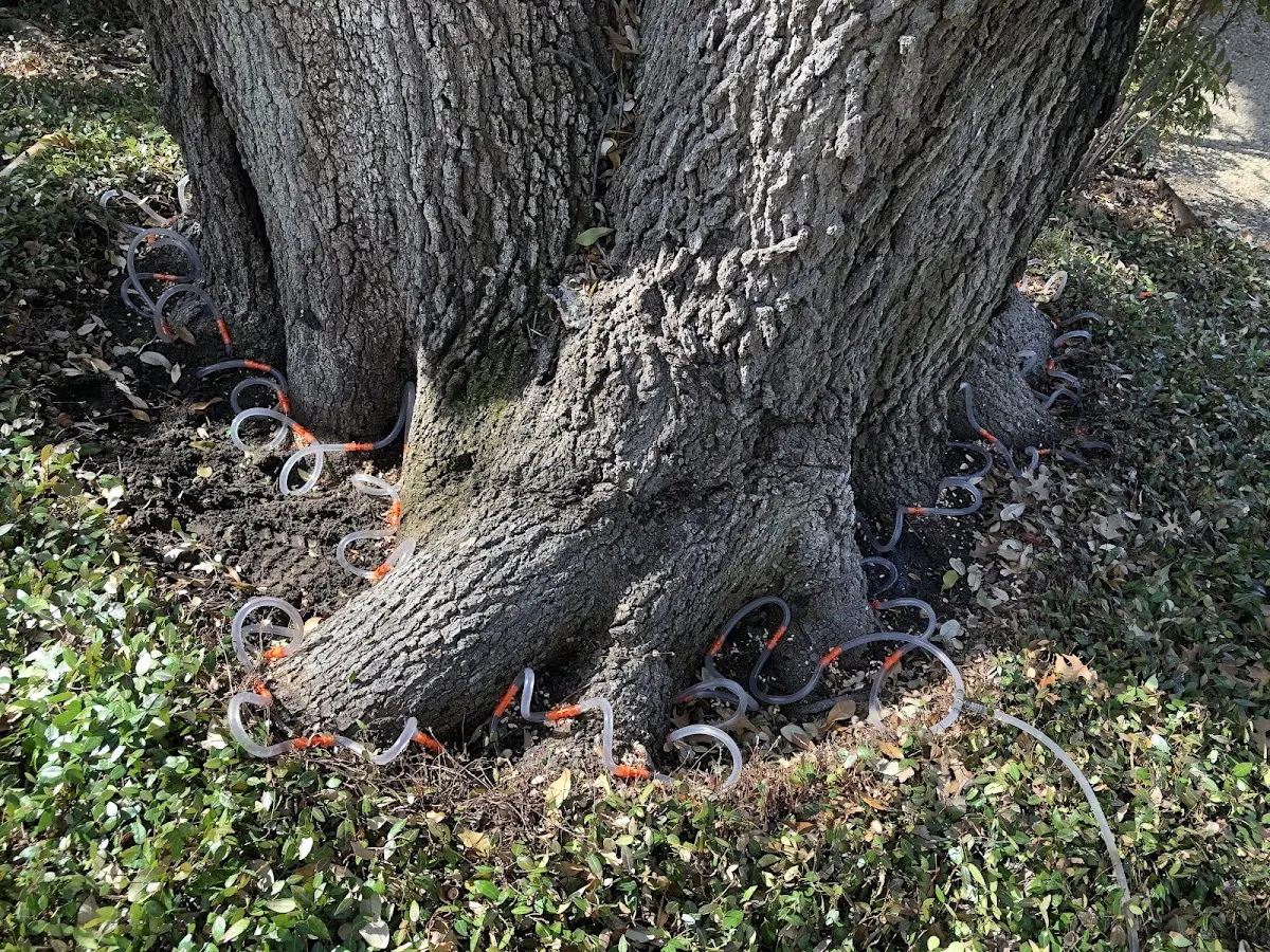 Detailed Tree Cabling and Bracing job site in Moriah Center