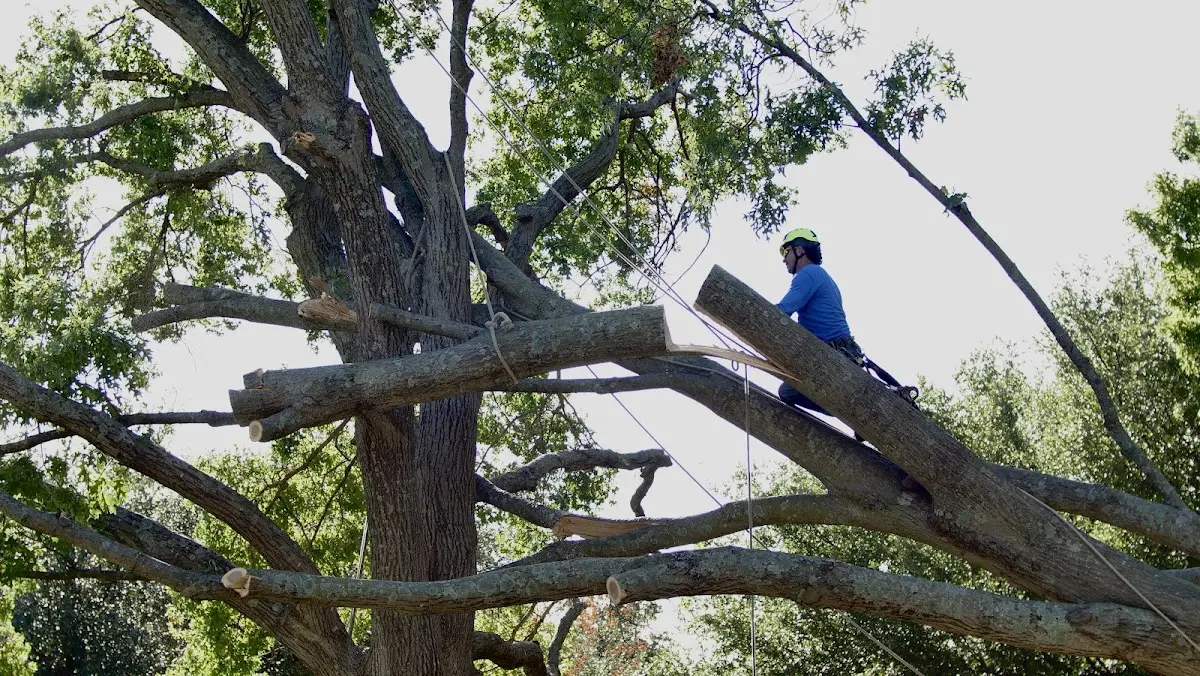 Professional Crown Thinning performed by certified arborists in Moriah Center