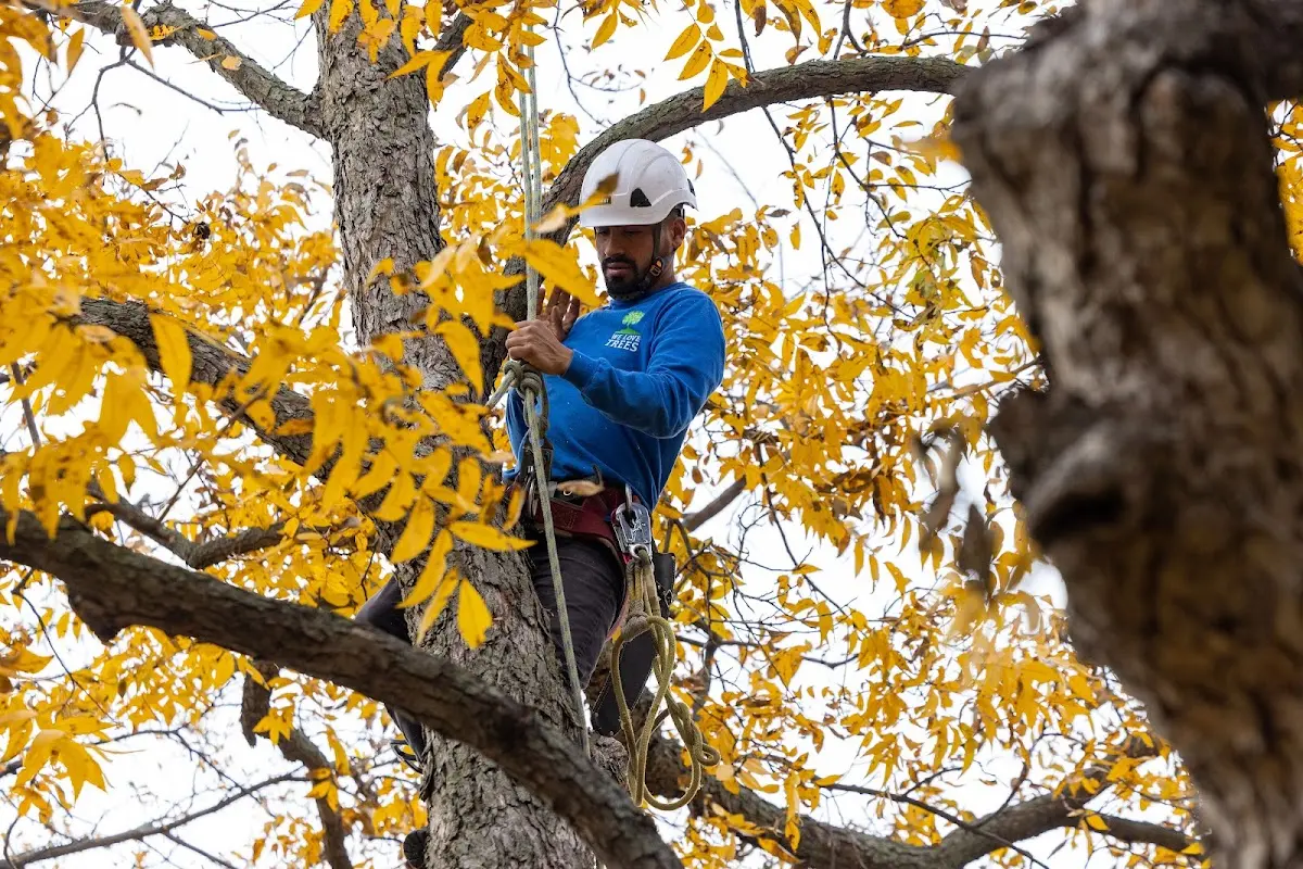 Skilled Tree Planting crew working in Moriah Center
