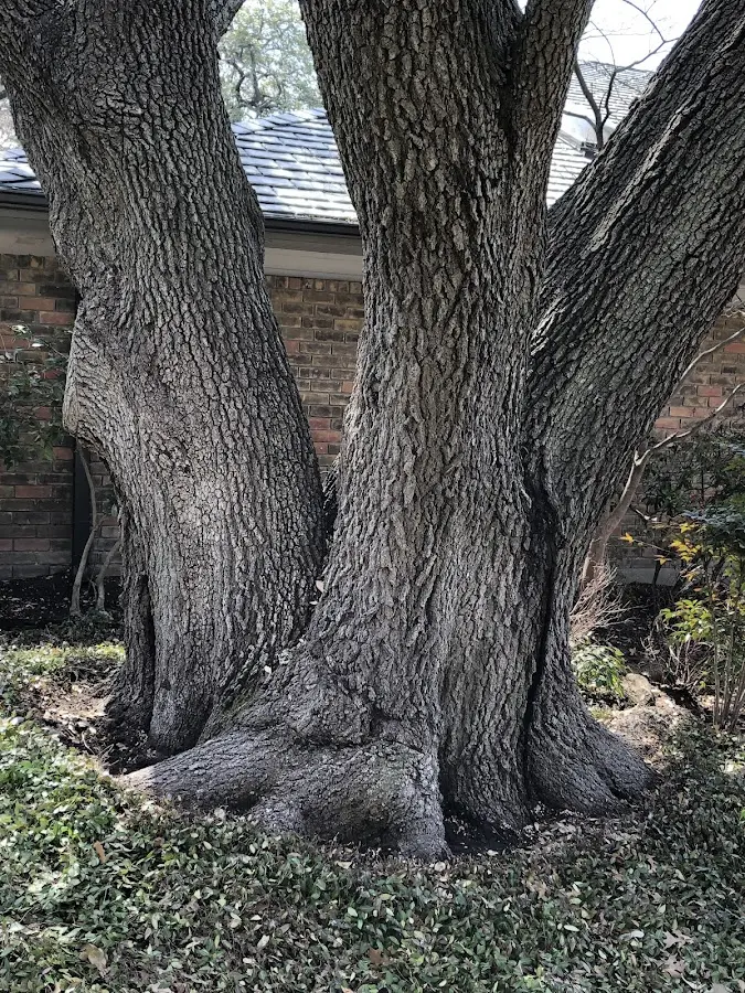 Mature heritage tree close to a Moriah Center property cared for by certified arborists